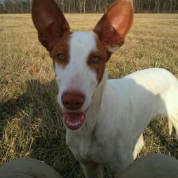 Ibizan Hound All Grown Up from Pamela Mutchek's Ibizan Hounds
