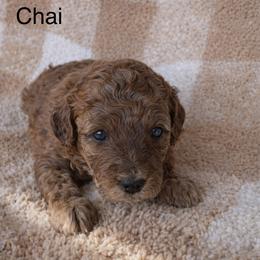 Chai - Merle female Bernedoodle puppy in Gilbert, Arizona from LittleLegacyDoodles