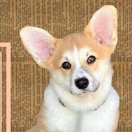 Pembroke Welsh Corgis from BellamyHills Corgis