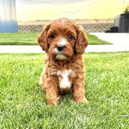 Maverick - Apricot male Cavapoo puppy in Pasco, Washington from Columbia Basin Puppies