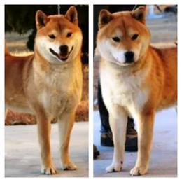 KATIE - Shiba Inu