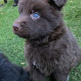 Green collar - Liver male German Shepherd puppy in Garrett, Indiana from Devil-Dog Shepherds