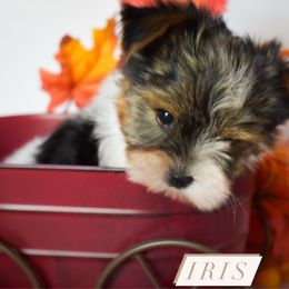 Iris - Parti female Yorkshire Terrier puppy in California from Skyridge Puppies