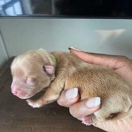 Brownie - Chocolate and tan male Yorkshire Terrier puppy in Queens, New York from Alisha's Yorkshire Terriers