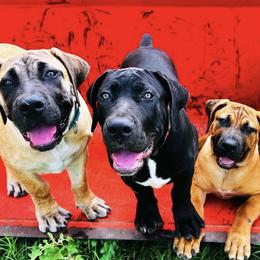 Boerboels from Bluebonnet Boerboels
