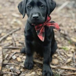 Labrador Retriever Puppies from Knotty Creek Labradors