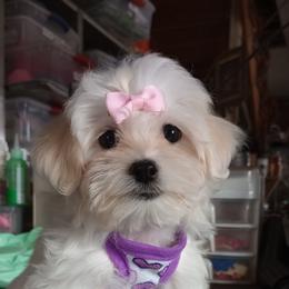 Companion Cross, Mal-Shi, Maltese, Maltipoo, Morkie, and Shih Tzu Puppies from Seeking Shalom Acres Maltese, Maltipoos & Havamalts