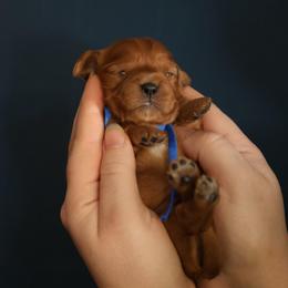 Charm - Ruby female Cavalier King Charles Spaniel puppy in Payette, Idaho from Stonewick Retrievers