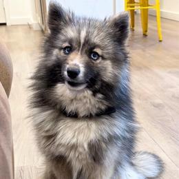 Cascade - Pomsky