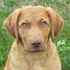 Chesapeake Bay Retriever and Portuguese Water Dog Puppies from Marilyn Stevens