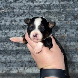 Black tri female 2 - Black tri female Miniature Australian Shepherd puppy in Liberty, Mississippi from Liberty Oaks Aussies and Dachshunds