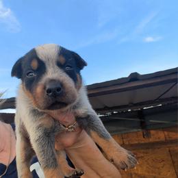 Boy 1 - Blue speckled male Australian Cattle Dog puppy in Choctaw, Oklahoma from Karen Elliott