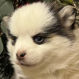 Boy1 - Black and white male Pomsky puppy in Enid, Oklahoma from Mile Hi Pomskies