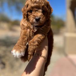 Belle - Red  female Goldendoodle puppy in Goodyear, Arizona from GAMMIE’S DOODLES