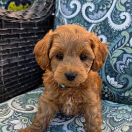 Gemini - Apricot female Goldendoodle puppy in Syracuse, Utah from Just Doodling Dogs