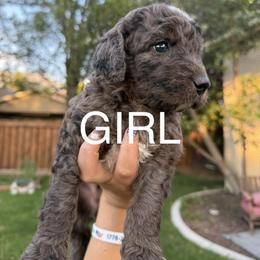 Bernedoodle Puppies from Kaylas Precious Puppies