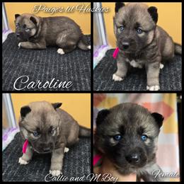 Caroline - Agouti and white female Siberian Husky puppy in Bloomfield, Indiana from Paiges lil huskies