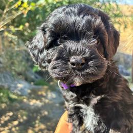 Dopey - Black and white male Cockapoo puppy in Adrian, Oregon from ApplebyFarm
