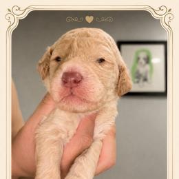 Rowan - Cream male Goldendoodle puppy in Moreno Valley, California from Rainbow SoCal Doodles