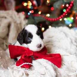 Aussiedoodle and Australian Mountain Doodle Puppies from Farmstead Doodles