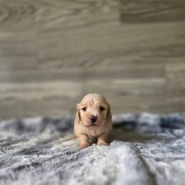 Purdy - Cream female Dachshund puppy in Indianapolis, Indiana from Homegrown Hoosier Dachshunds