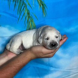 Kona - Light golden male Golden Retriever puppy in Adair, Oklahoma from Rejoice Retrievers