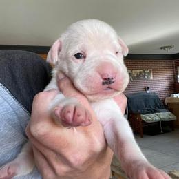 Boxer Puppies from Big Dawg Plantation