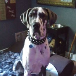 Cezar - Great Dane