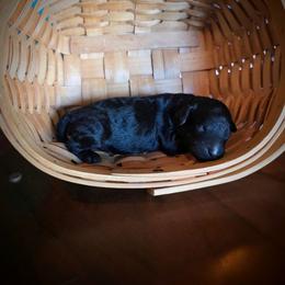 Venus - Black female Labradoodle puppy in Genoa City, Wisconsin from Sakura Pups