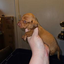 Boy 3 - Red male Dachshund puppy in Lansing, Michigan from Black Thunder 517 Cane Corso and Dachshunds and frenchies