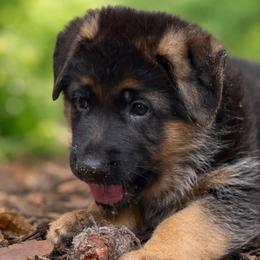 Orange collar male - Black and red male German Shepherd puppy in Micanopy, Florida from Von Bourbon Shepherds