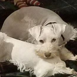 Christmas - Miniature Schnauzer