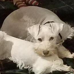 Christmas - Miniature Schnauzer