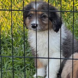 Bear - Blue merle male Aussiedoodle puppy in Ambrose, Georgia from Brandilyn's Aussies