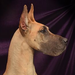 Lani - Great Dane