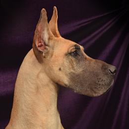 Lani - Great Dane