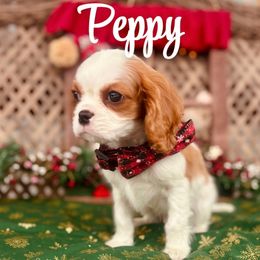 Pepita - Blenheim male Cavalier King Charles Spaniel puppy in North Smithfield, Rhode Island from Thundermist Cavaliers
