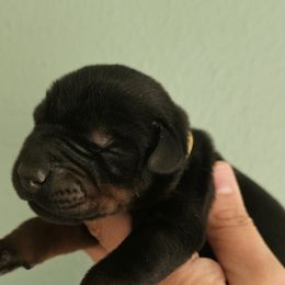Doberman Pinscher Puppies from Franklin Dobermans