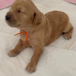 OLIVIA - Red  female Goldendoodle puppy in Porter Ranch, California from Jasperdoodle.com