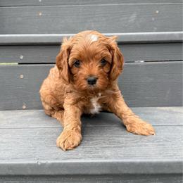 Hank - Apricot male Cavapoo puppy in Pasco, Washington from Columbia Basin Puppies