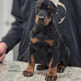 Kenzi - Black and rust female Doberman Pinscher puppy in China Township, Michigan from Snell's Superior Kennel Dobermann & GSP