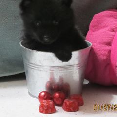 Schipperke and Siberian Husky Puppies from Yuki Ookami Show Kennel