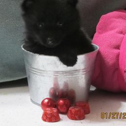 Schipperke and Siberian Husky Puppies from Yuki Ookami Show Kennel
