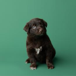 Cocoa - Red tri-color female Australian Shepherd puppy in Kathleen, Georgia from CM Farm