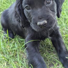NOT A PET Working home only - Black female English Cocker Spaniel puppy in Phillips, Nebraska from Fenloch Gundogs