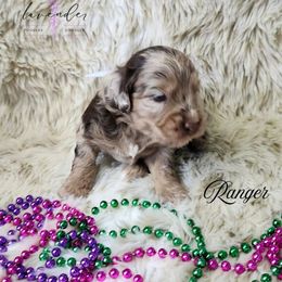 Ranger - Merle male Cockapoo puppy in Mancelona, Michigan from Lavender poodles & doodles