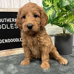 Stella's White Collar Girl 2350.00 - Red  female Goldendoodle puppy in Alvin, Texas from JP Southern Doodles