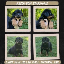 Kazoo Vom Starkhaus - Black and mahogany male Rottweiler puppy in Pomfret Center, Connecticut from Starkhaus Rottweilers & Frenchies