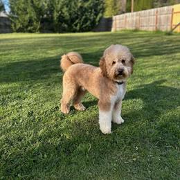 Hunter - Goldendoodle