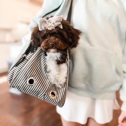 Maisy - Parti female Poodle puppy in Chapel Hill, North Carolina from Cyndi’s Poodles